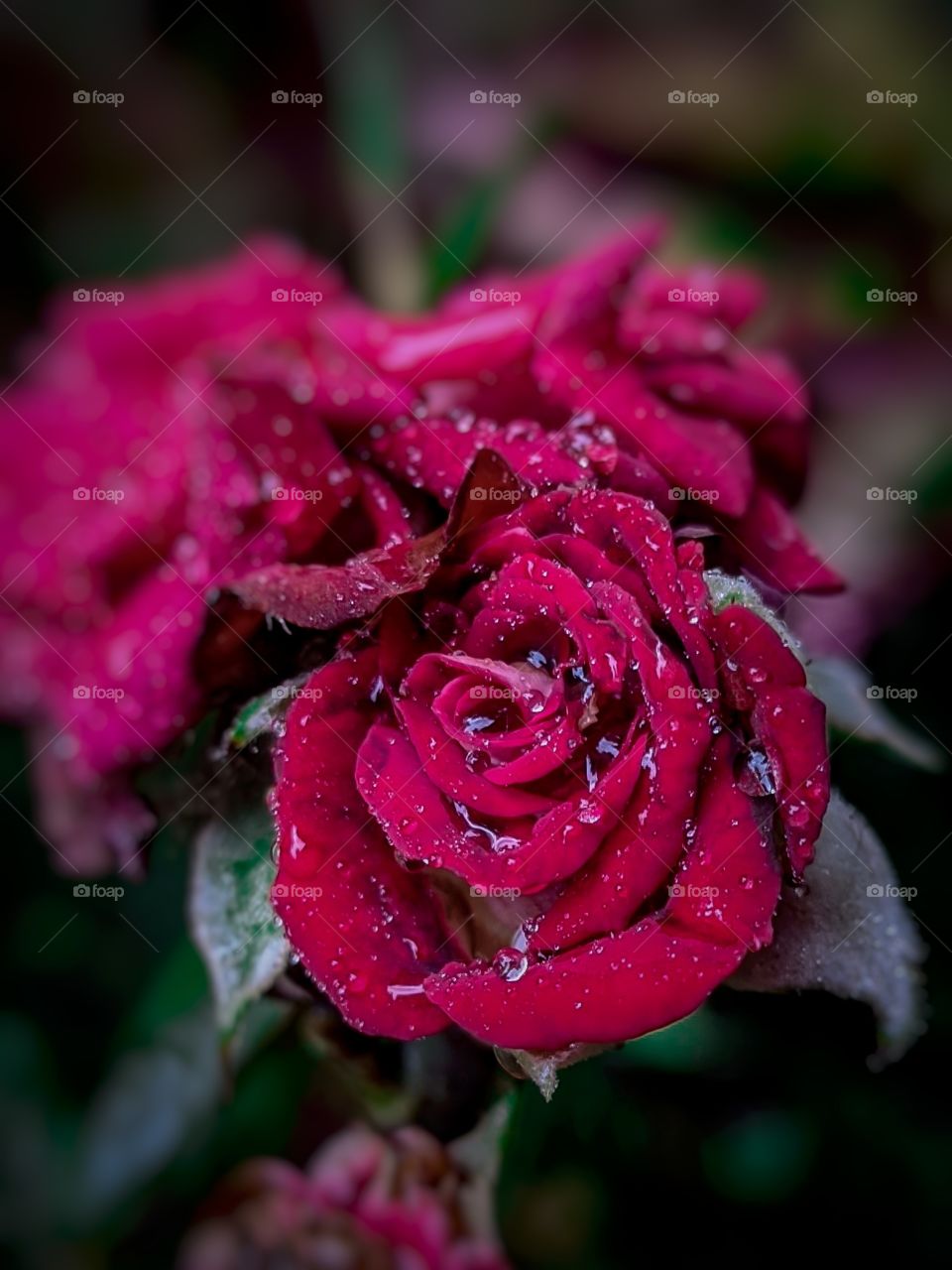 rose with water drops