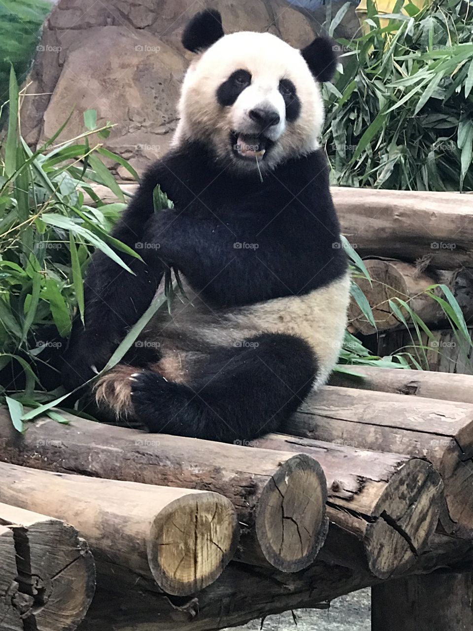 Panda at Chimelong safari park