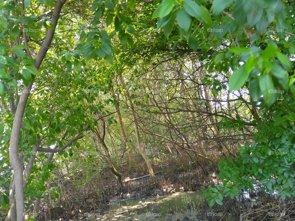 Mangrove trees on the park