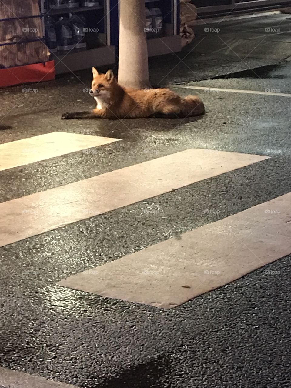 A Fox waiting for food outside of CircleK in Sundsvall Sweden