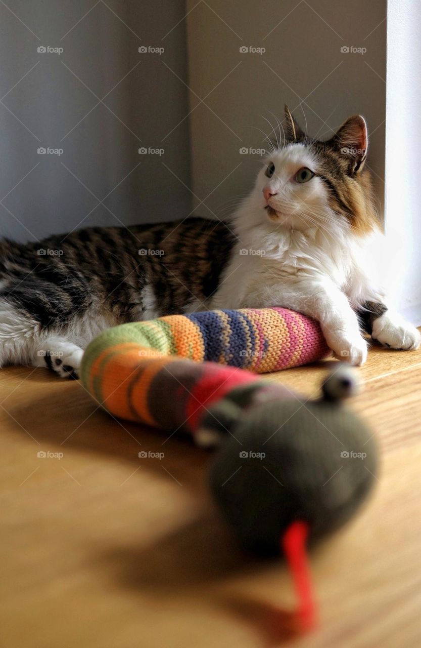 Beautiful cat and knitted snake. Authentic cat portrait without any filters and digital retouching.