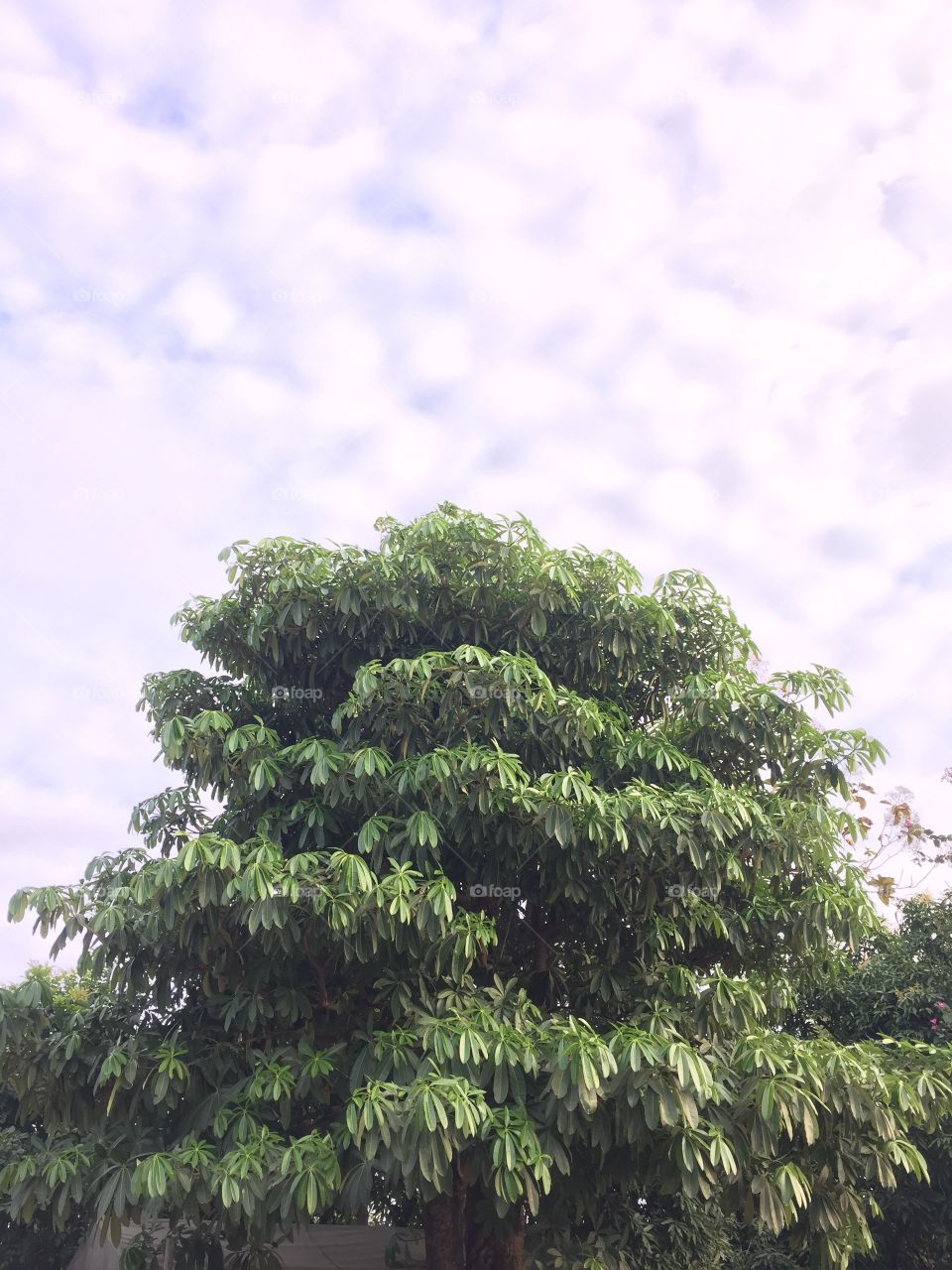 Sky and tree 