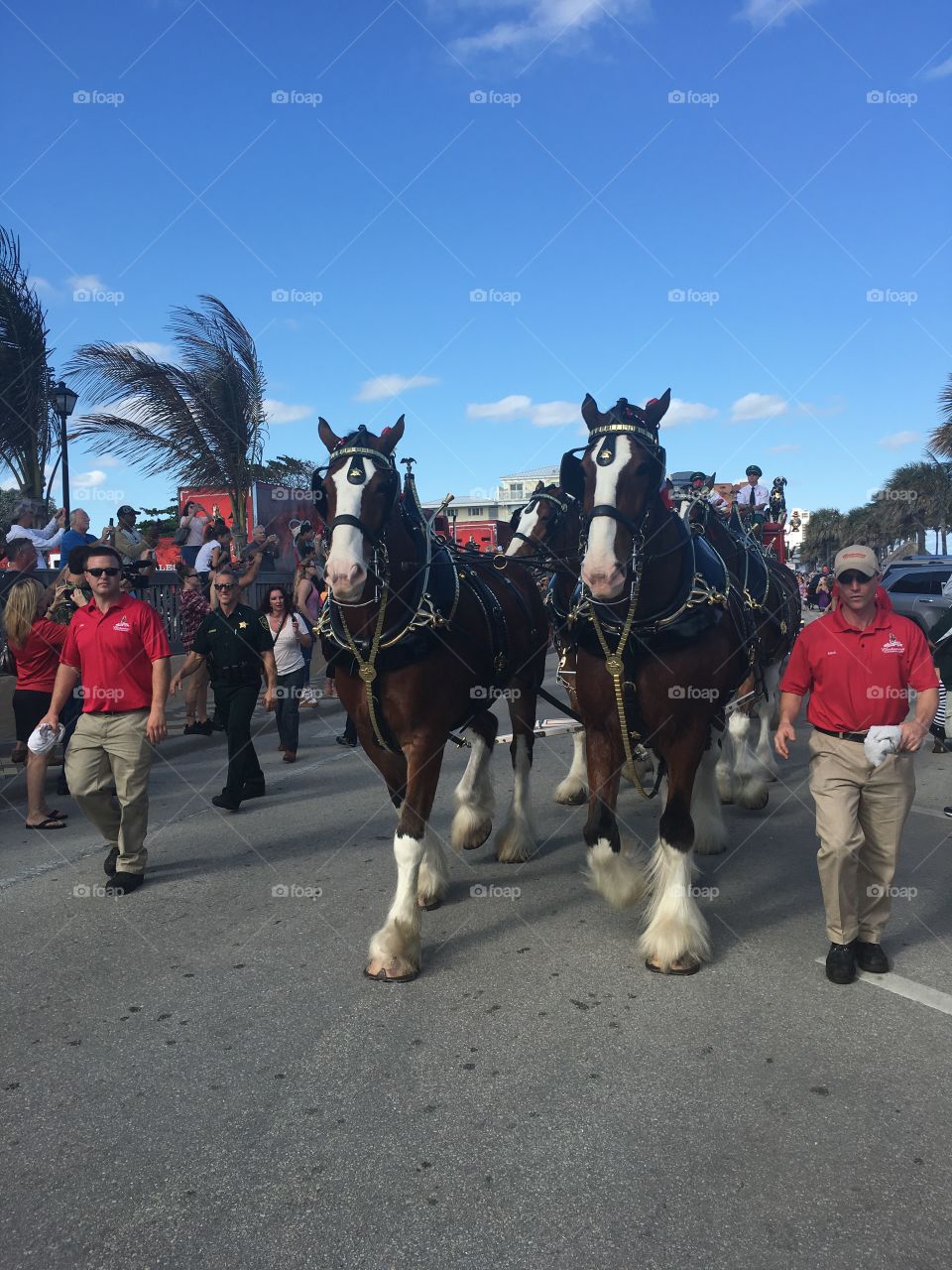 Budweiser horse pulling wagon Clydesdales