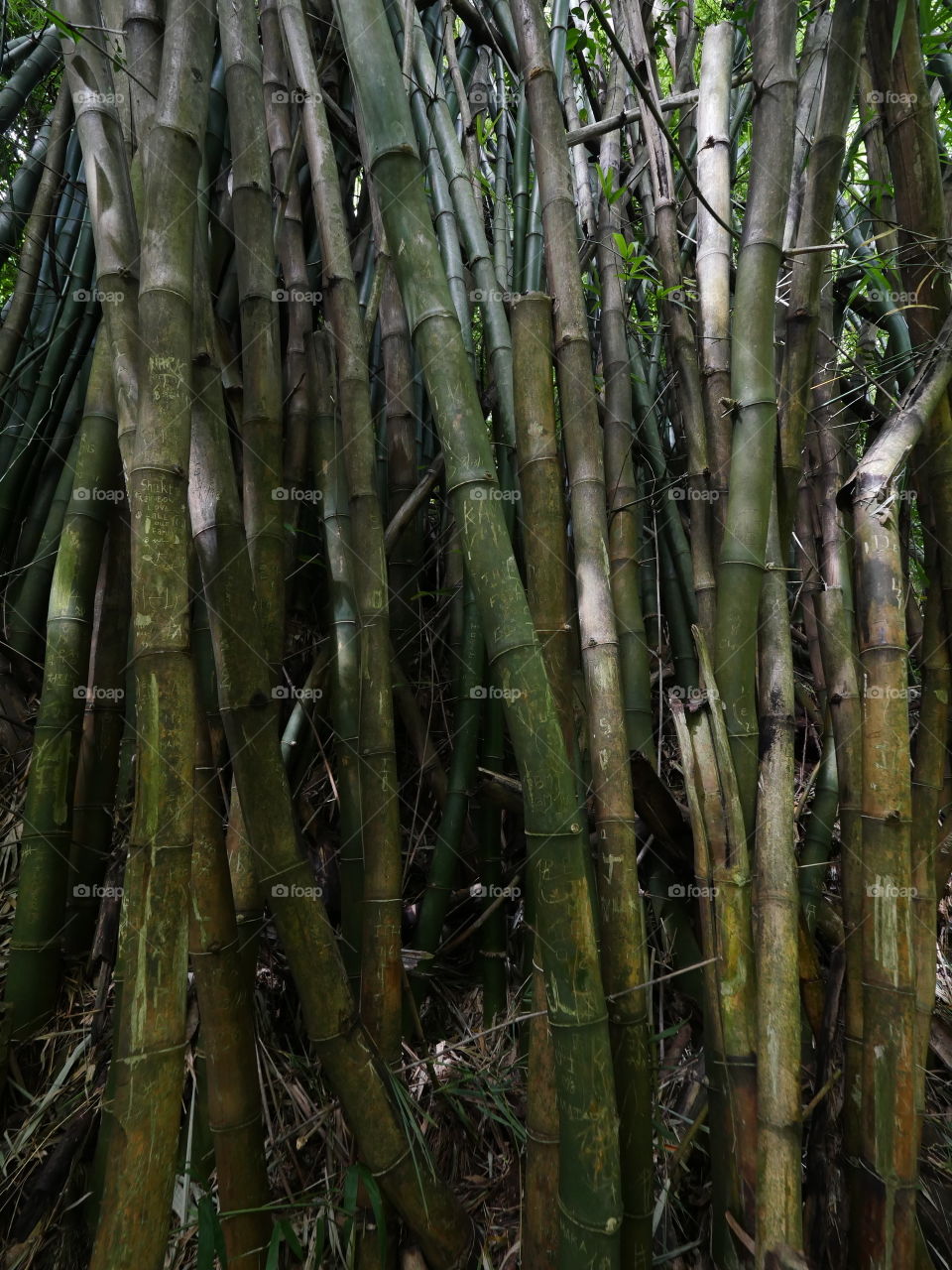 Bamboo forest texture 
