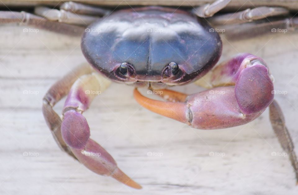 Purple land crab in the Bahamas
