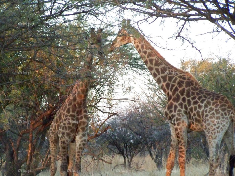 Giraffes