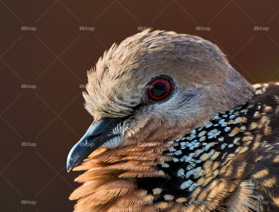 Bird photography - spotted dove - extreme Close up