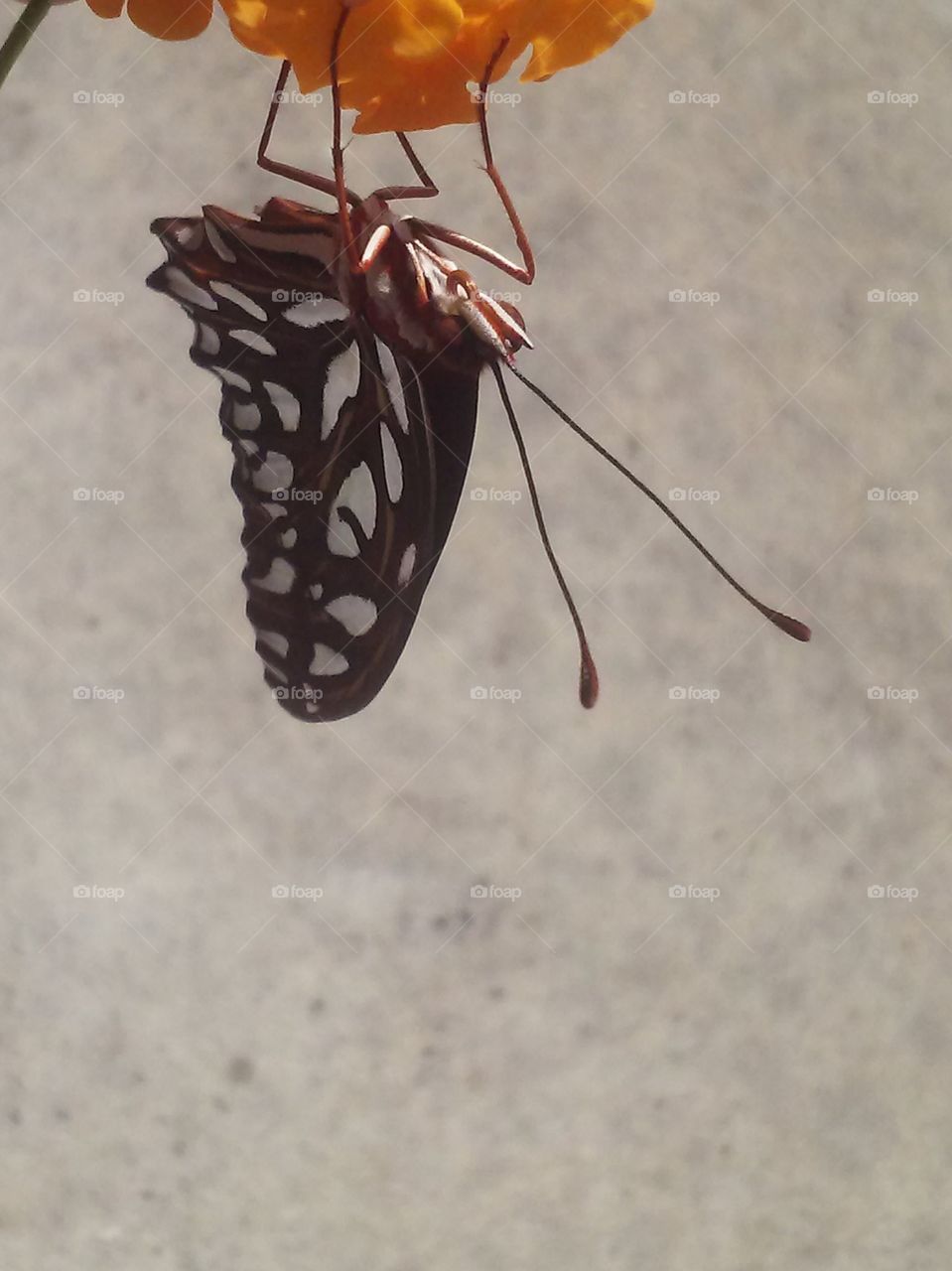 butterfly upside down