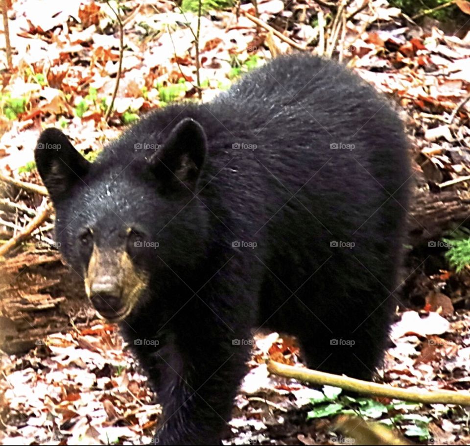 Close up of a mother bear 