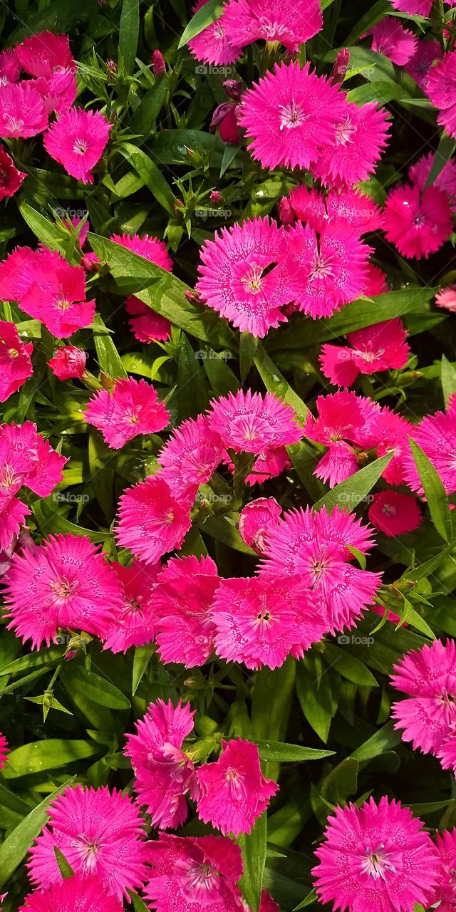 several bright pink flowers with pointed petals