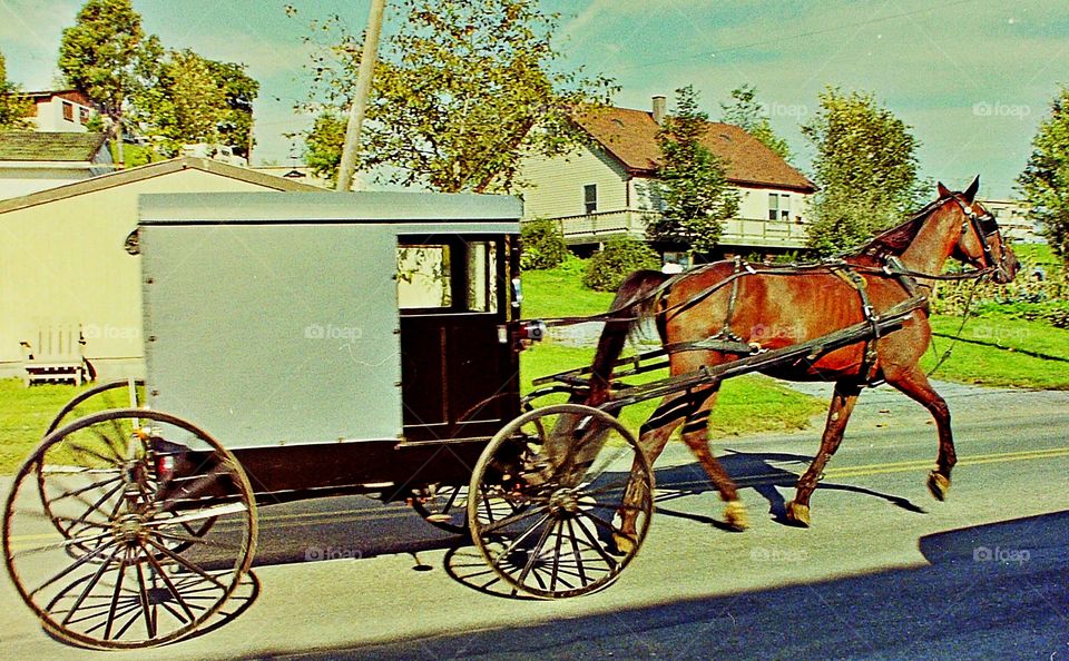 Horse and buggy 