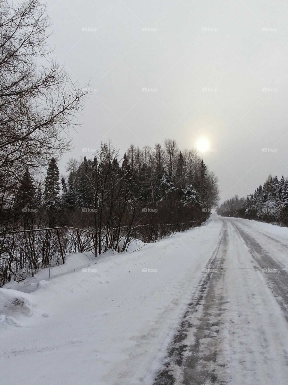 A winter scene in the country; a snowy road , trees and the sun