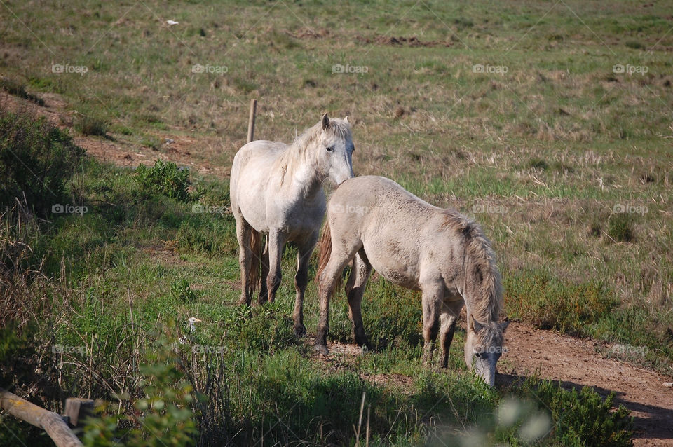 Wild horses in nature during day 
