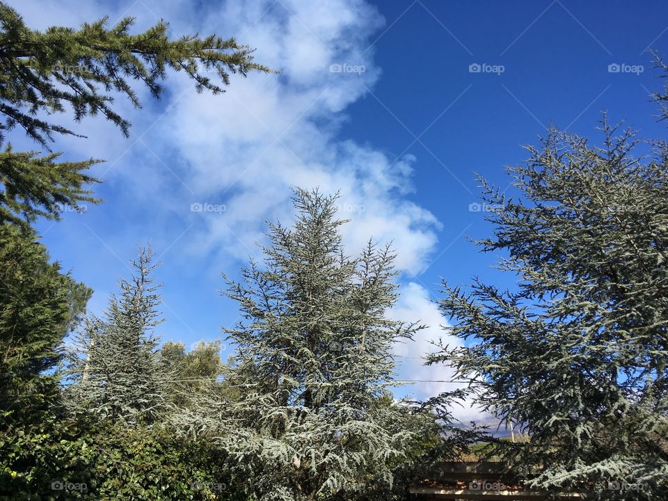 These are the tops of evergreen trees that reside in my front yard on Mt. Etna. Moments prior, there were three little birds nestled at the top of the tree in the middle. By the time I got my camera they were gone reminding me I can’t contain it all.