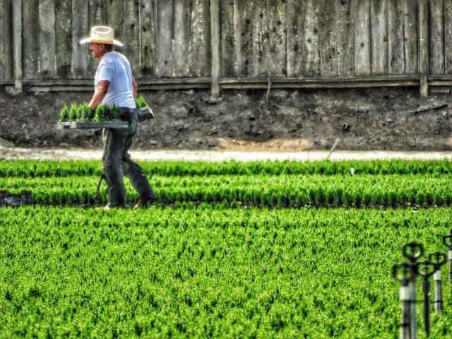 Migrant Farm Worker in Hot Sun
