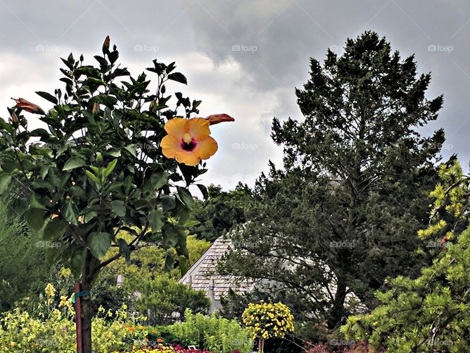 Lone Hibiscus