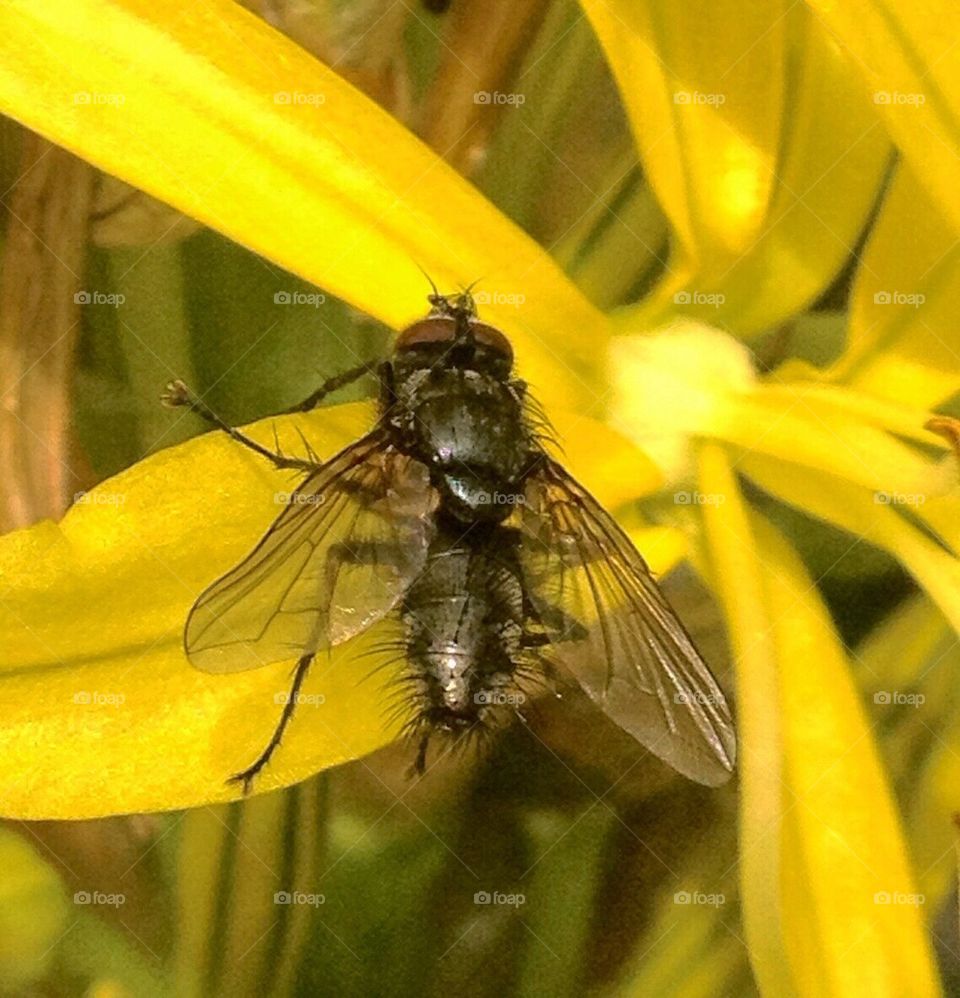 Ordinary fly