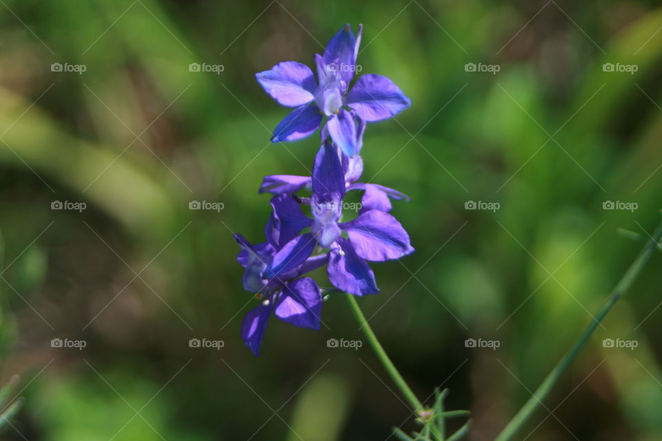 Purple flowers 