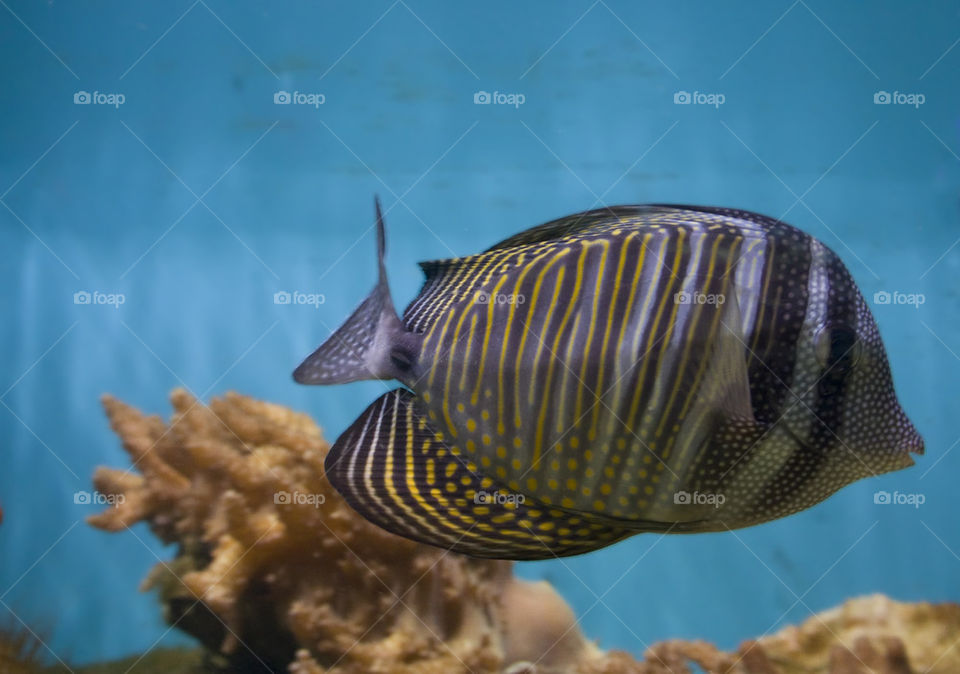 Desjarden's sailfin tang