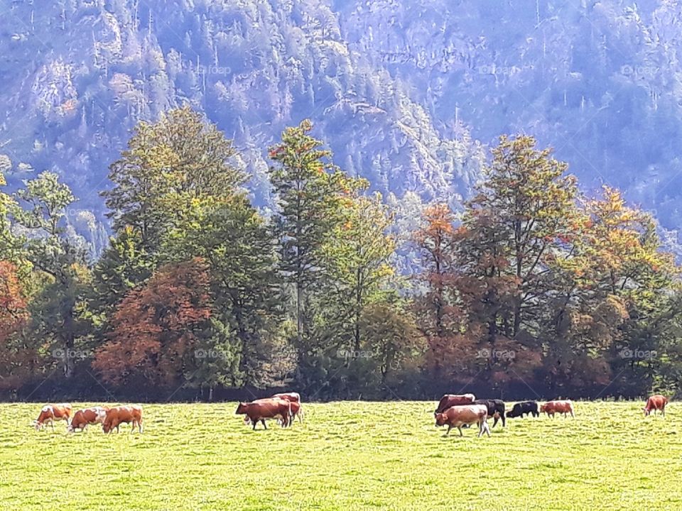 The herd of cows on the field