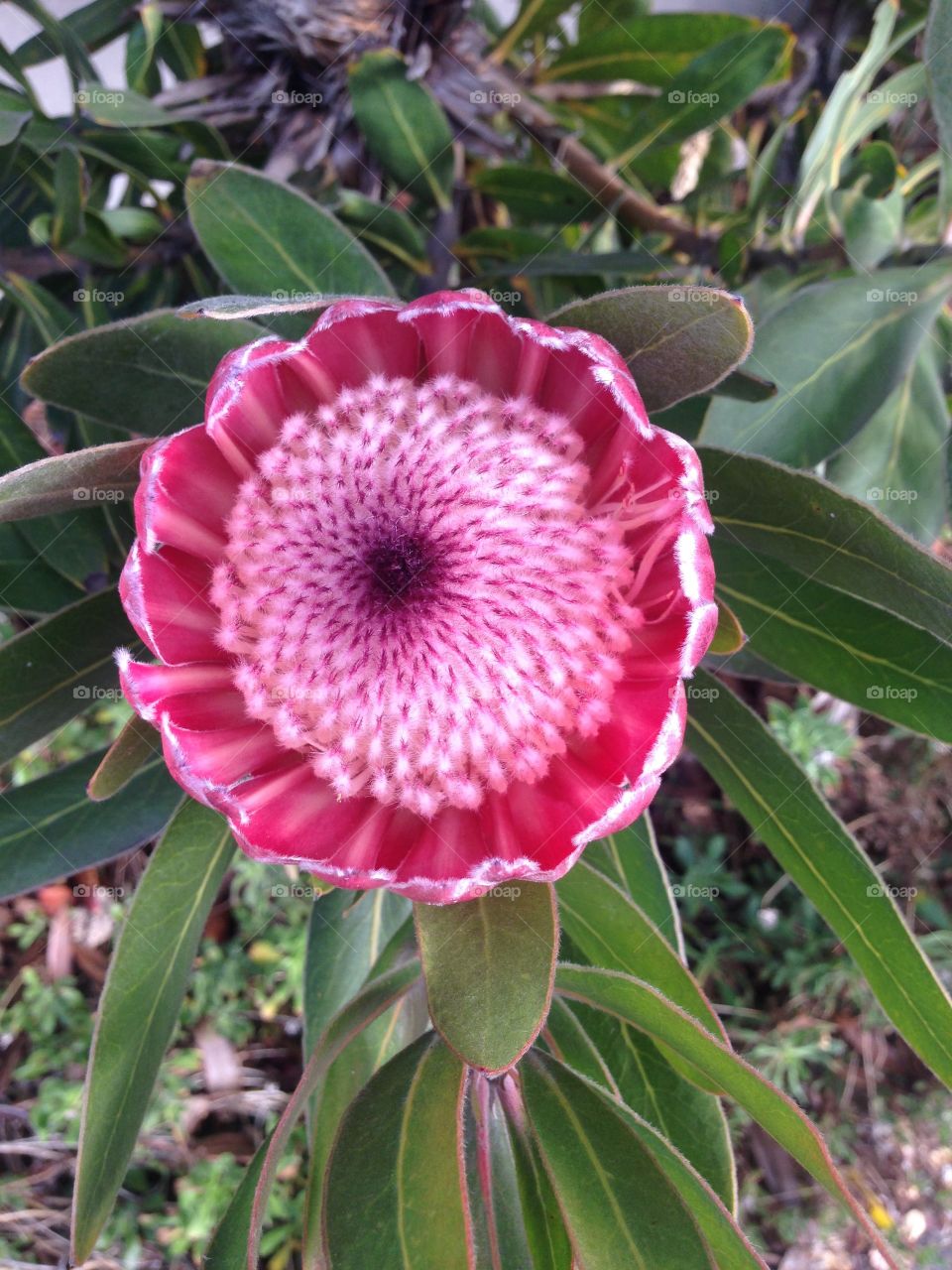 Banksia