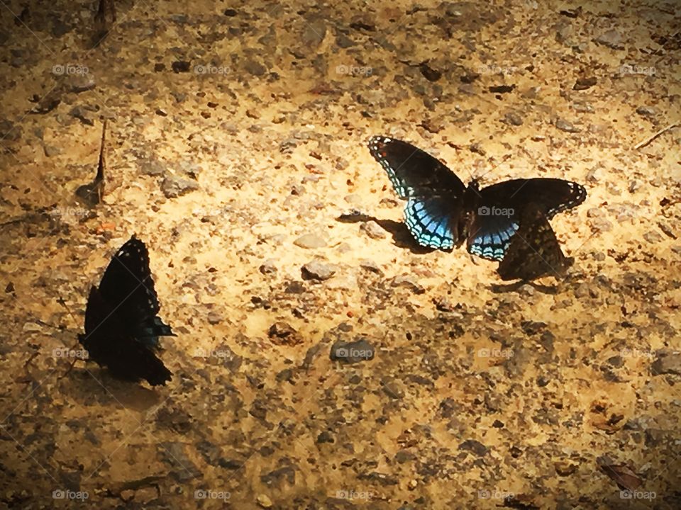 Butterflies in the sunlight 