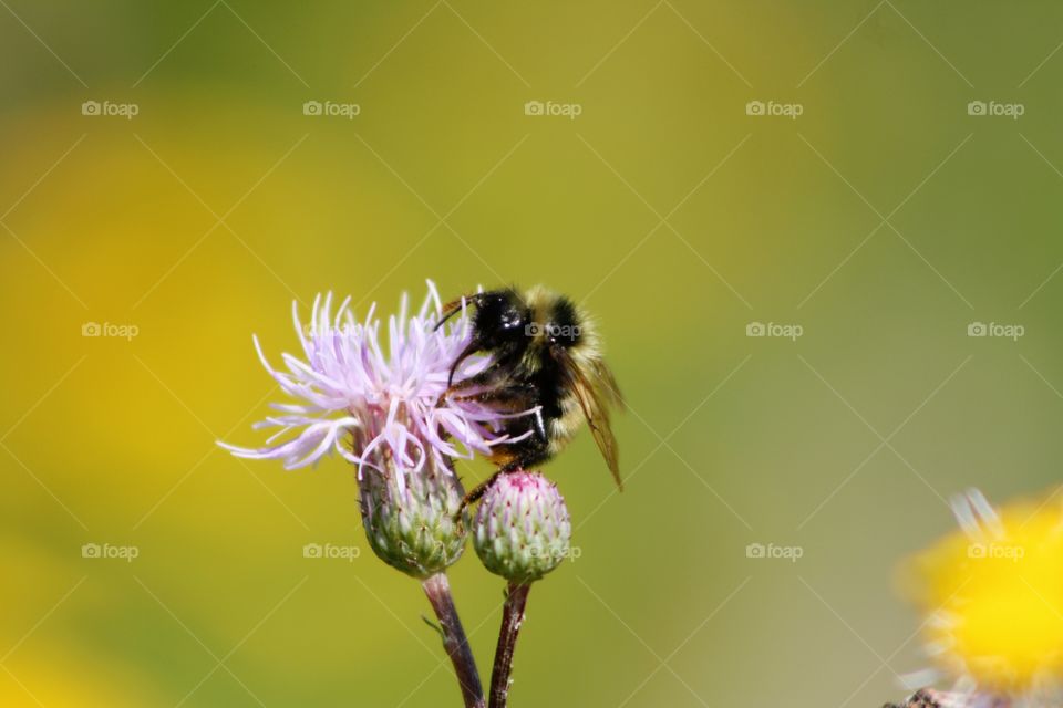 Pink flower