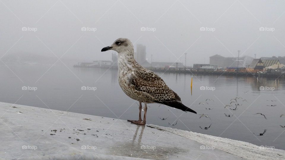 Fog 🌫️Bird🪶Scandinavia🤍