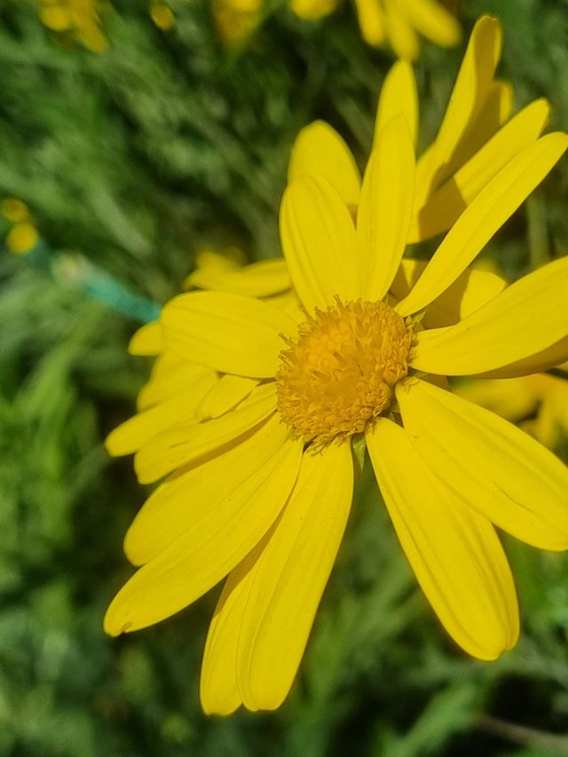 yellow