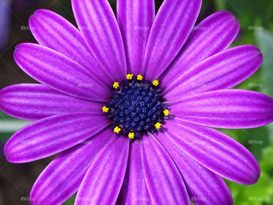 The circle of flowers