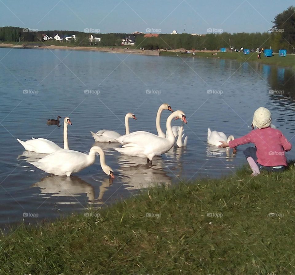 swans and girl on a lake