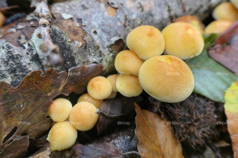 Colony of yellow mushrooms near a branch on the floor - 2