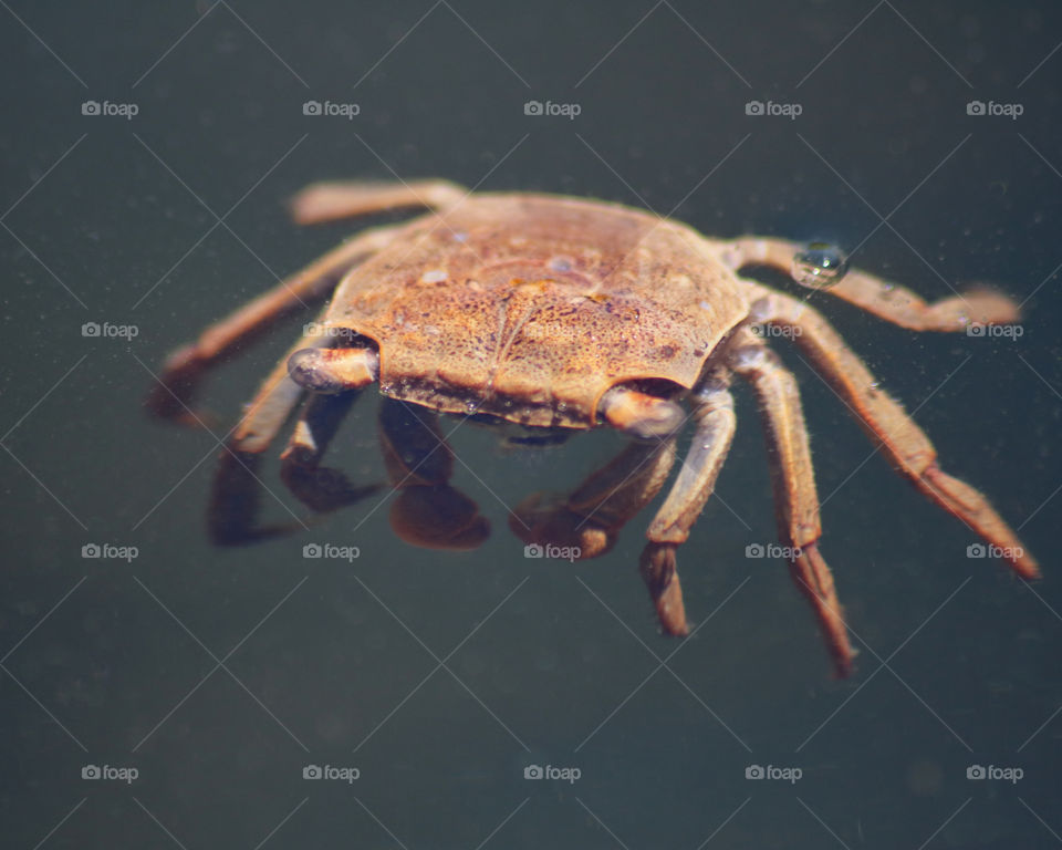 Crab floating in the river