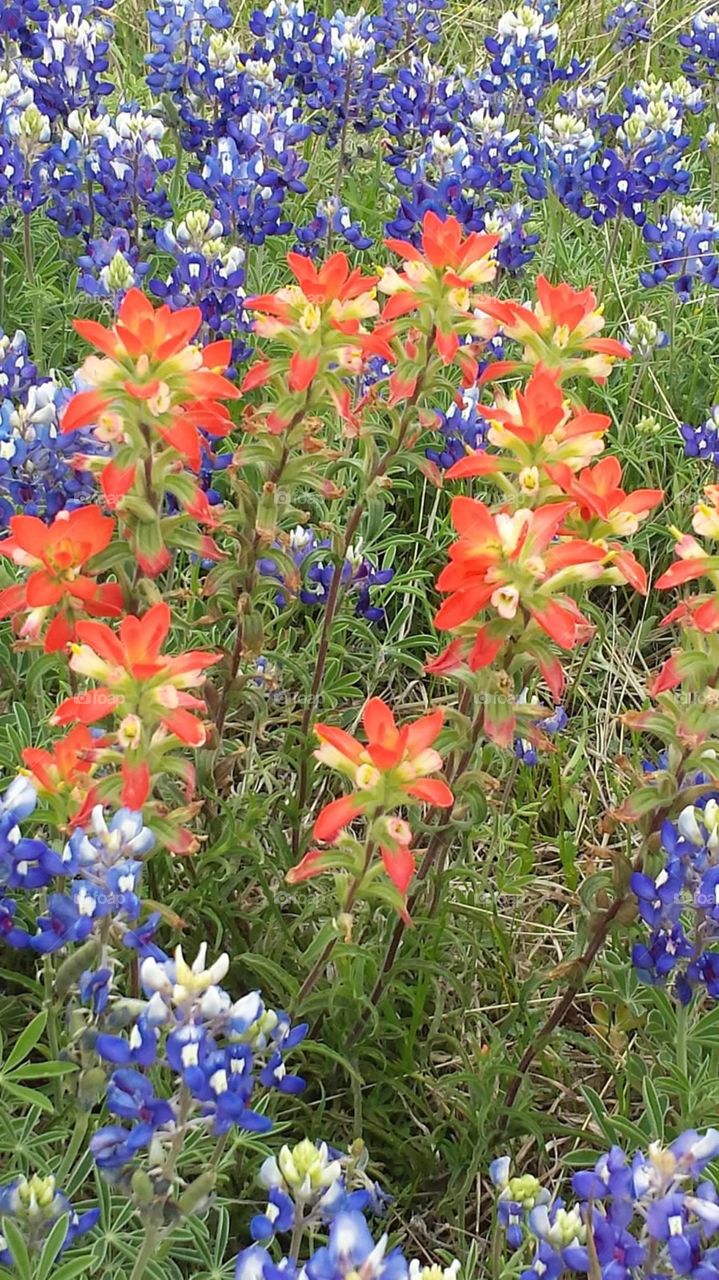 Wild Flowers . Texas Wild Flowers and Blue Bonnets 