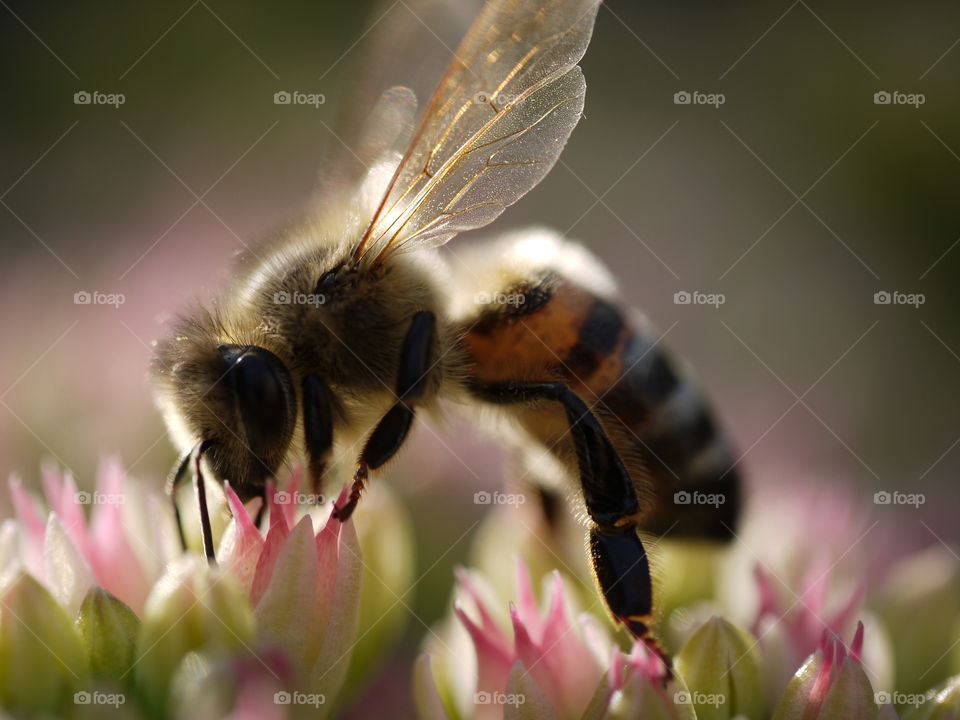 busy bee