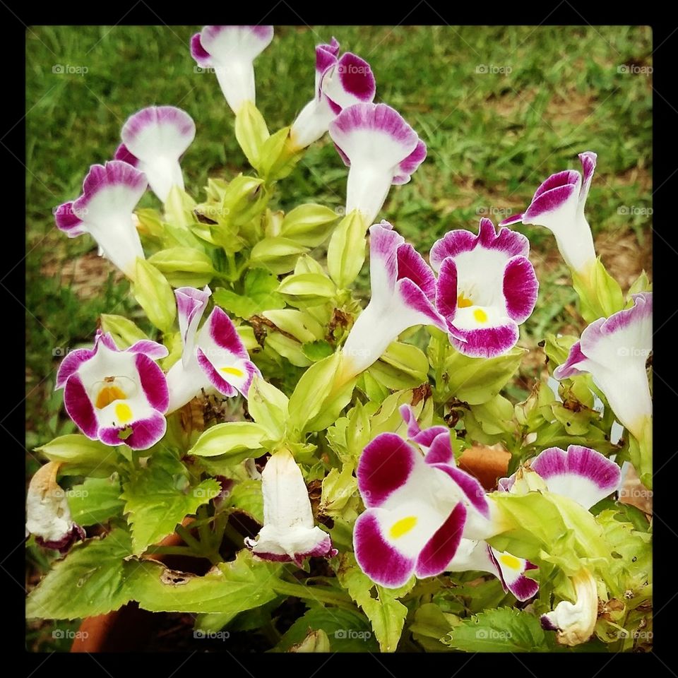 Torenia