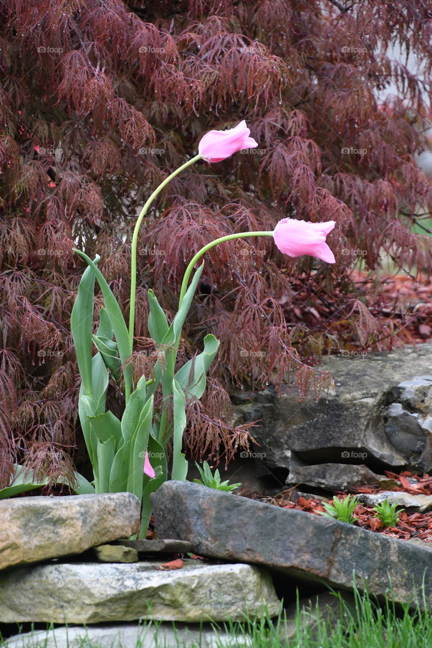 two pink tulips and red bush