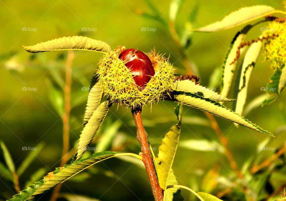 chestnut