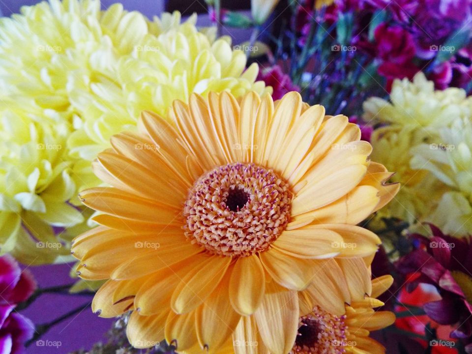A Yellow Chrysanthemum 