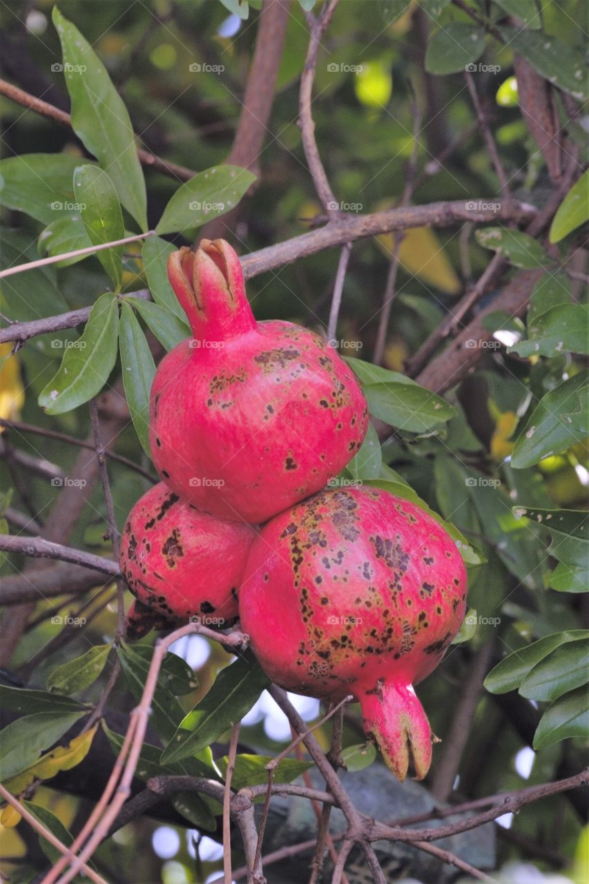 The usual combination of pomegranates on a branch.