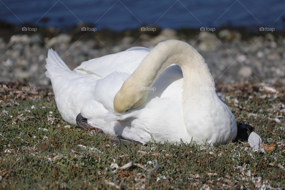 White swan sleeping on the shore 