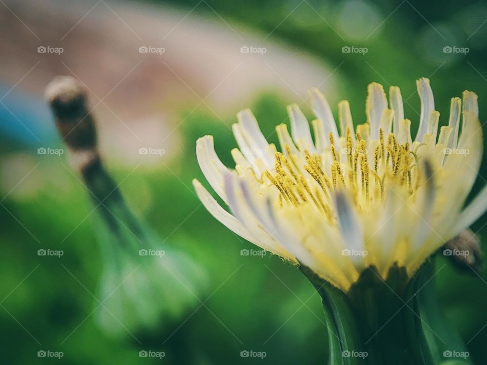 Dandelion flower, blooming
