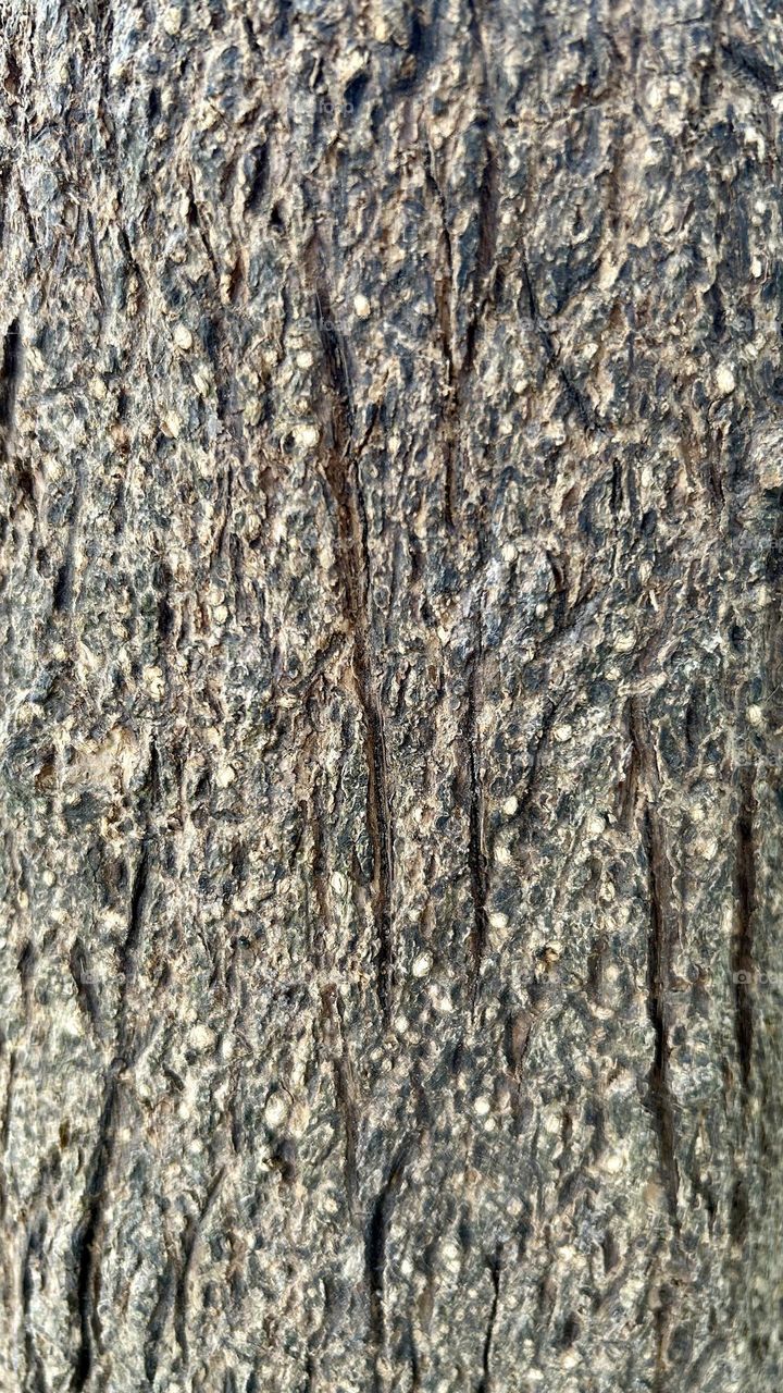 tree trunk