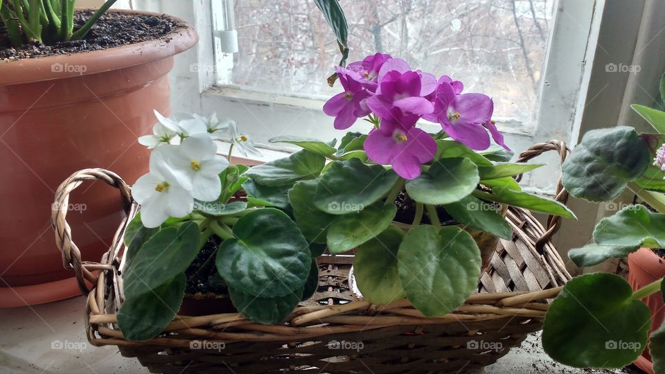 flowers on the window