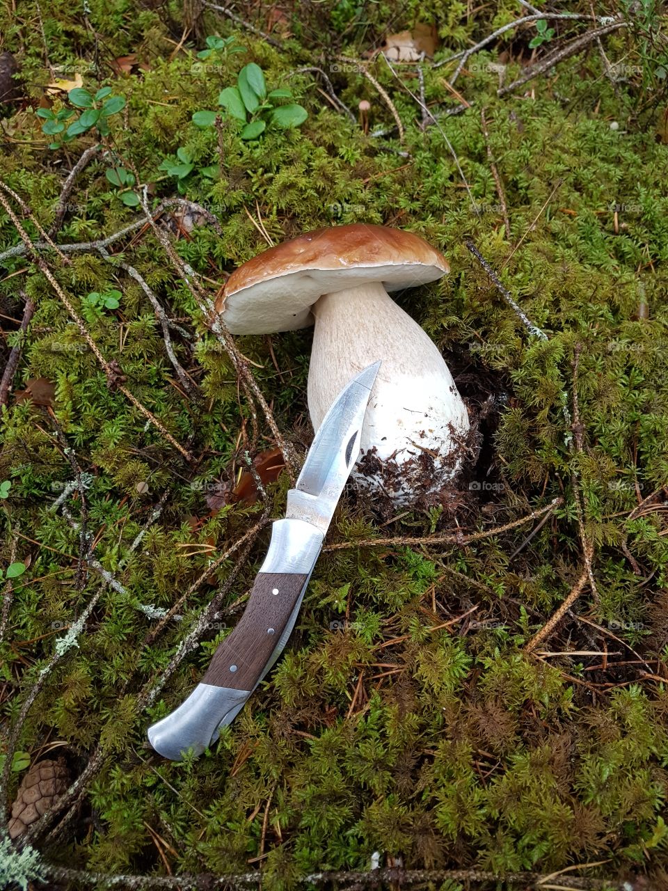 Mushroom, Fungus, Wood, Fall, Nature