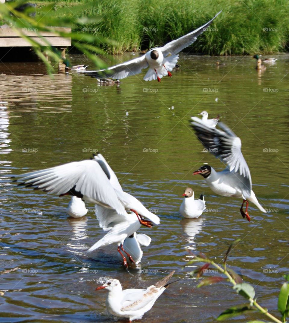 Black-headed seagulls in the pond