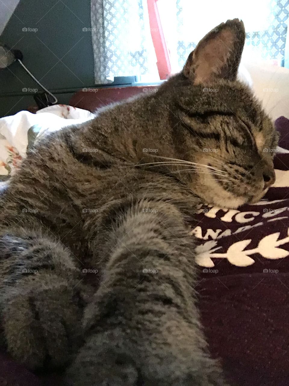 Sleeping kitty