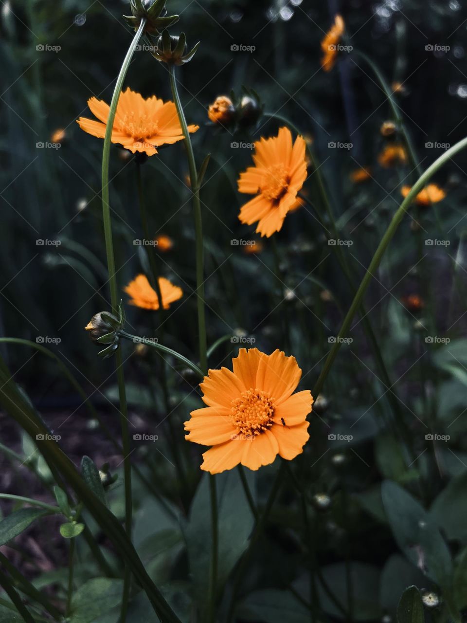 Photography of tickle seed flowering plant