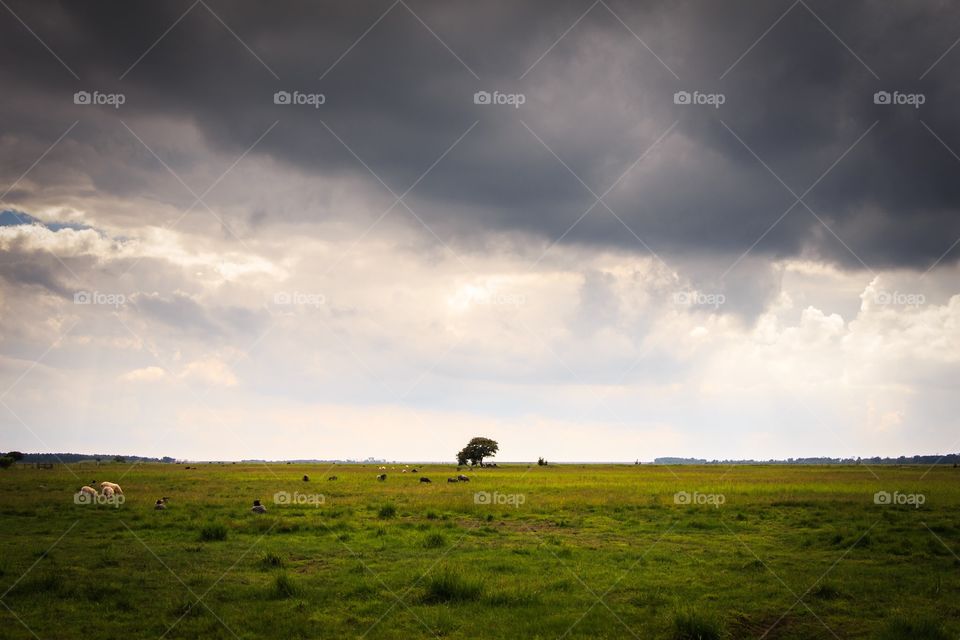 Lonely tree