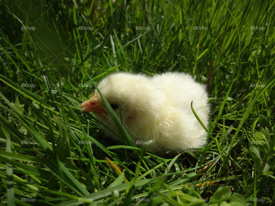 baby chick